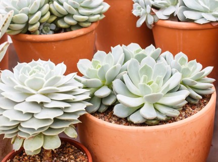 Various types of succulent in flower pots in the greenhouse. Closeup, selective focus
