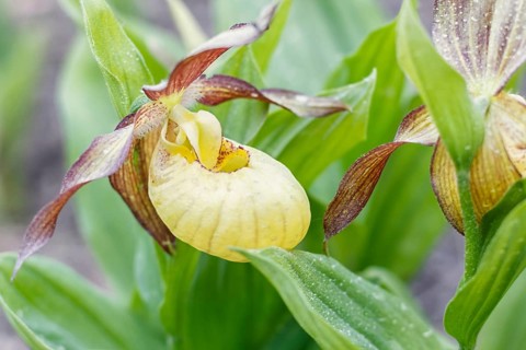 Beautiful orchids of different colors on green background in the garden. Lady's-slipper hybrids.
