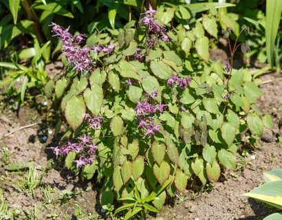 Purple barrenwort (epimedium) flourishing in the garden