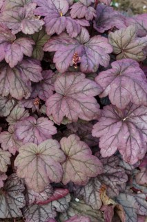 Heuchera or coral bells, plant with beautiful colored leaves