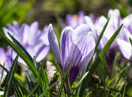 Crocuses blooming in the botanical garden in spring