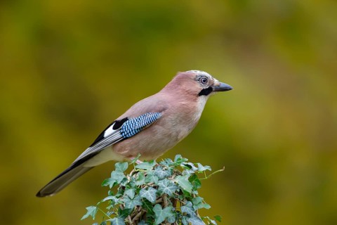 Eurasian jay (Garrulus glandarius) adult bird on an ivy covered tree stump, England, United