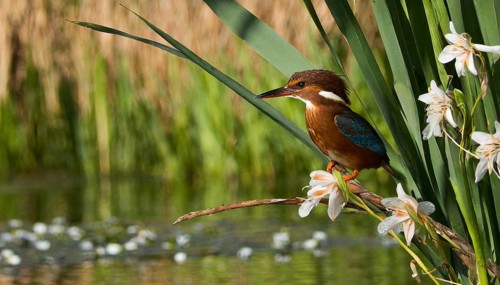 KI generated, animal, animals, bird, birds, biotope, habitat, a, individual, water, perch, reeds,