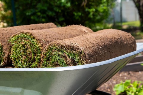 New turf for the garden. The rolls of turf are ready for laying in the wheelbarrow
