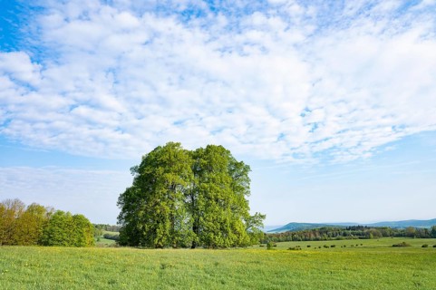Linden trees (Tilia), group of trees, meadow, blue sky and white clouds, Rhoen Biosphere Reserve,