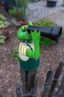 Colourful tin frog on a garden fence, Mecklenburg-Vorpommern, Germany, Europe