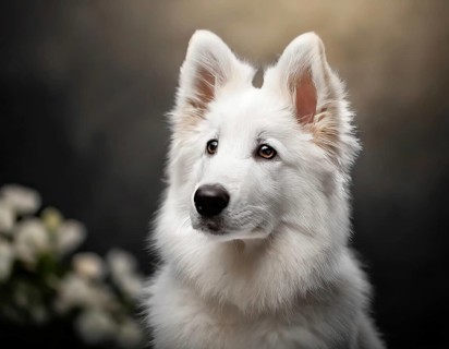 Dog, young dog, White Swiss Shepherd, Berger Blanc Suisse, recognised dog breed from Switzerland