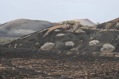 Wine growing in volcanic ash pits protected by dry stone walls, Yaiza, Lanzarote, Canary Islands,