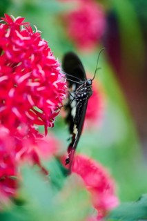 Iphidamas cattleheart (Parides iphidamas) sitting on a leaf, Germany, Europe