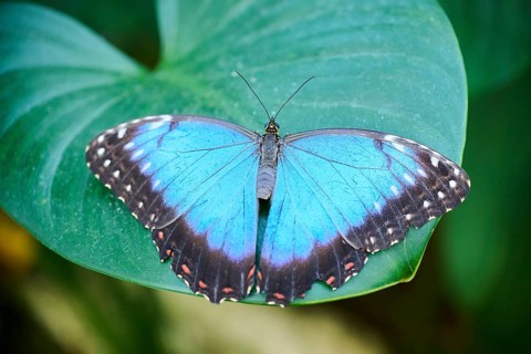 Peleides blue morpho butterfly (Morpho peleides) sitting on a leaf, Germany, Europe