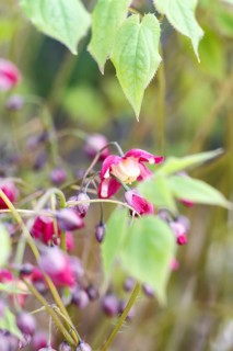 Purple barrenwort (epimedium) flourishing in the garden with green background