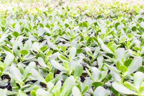 Small succulent plants background. greenhouse, top view, floral texture
