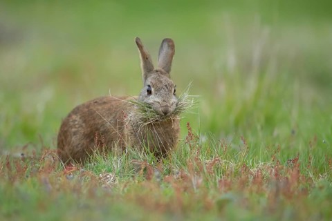 Rabbit (Oryctolagus cuniculus) adult animal collecting grass in its mouth for nesting material,