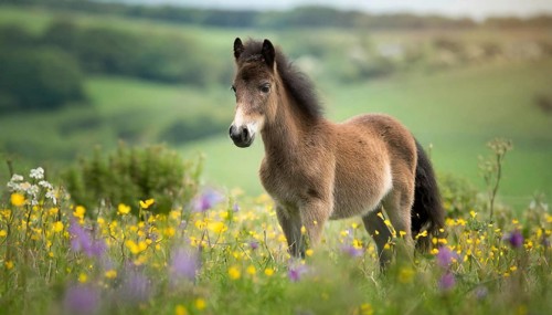 KI generated, animal, animals, mammal, mammals, biotope, habitat, one, individual animal, foraging,