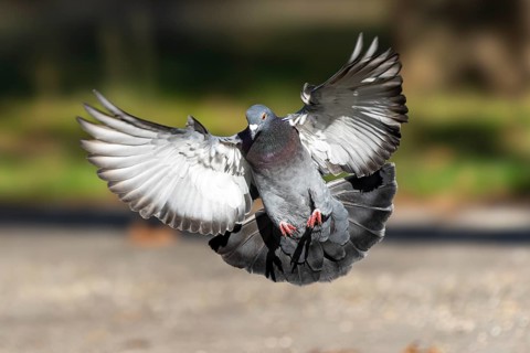 City dove (Columba livia forma domestica) in flight, wildlife, Germany, Europe