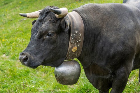 Herens cow (Herens vacca), cowbell, tradition, cattle breeding, domestic cattle, competition, cow