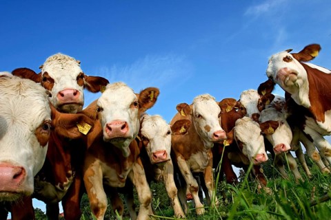 Cow herd near Dietramszell, Upper Bavaria, Germany, Europe