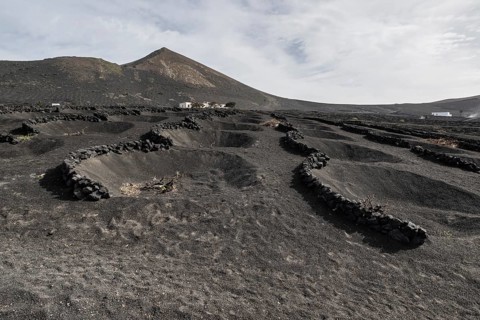 Wine growing in volcanic ash pits protected by dry stone walls, Yaiza, Lanzarote, Canary Islands,