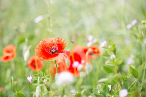 Poppy flowers (Papaver rhoeas), Freising, Upper Bavaria, Bavaria, Germany, Europe