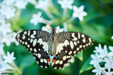 Lime butterfly (Papilio demoleus) sitting on a flower, Germany, Europe