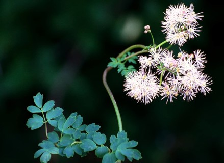 A close-up of filigree flowers with fresh green against a blurred dark background Columbine meadow