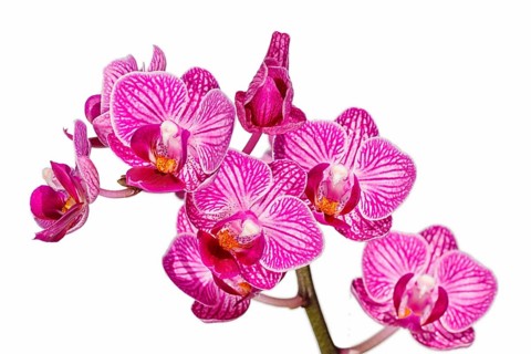 Beautiful orchids of different colors on white and grey background. Phalaenopsis hybrids. Close up