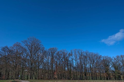 Bare oak trees (Quercus) behind St Egidien Church Eckental, Middle Franconia, Bavaria, Germany,