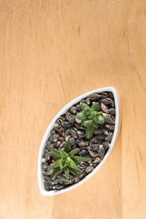Small succulents in a ceramic pot on a wooden background with copy space. top view