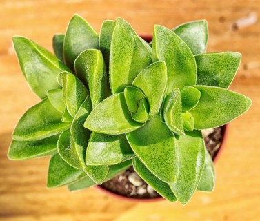 Beautiful little plant, succulent in a small flower pot. on the wooden background