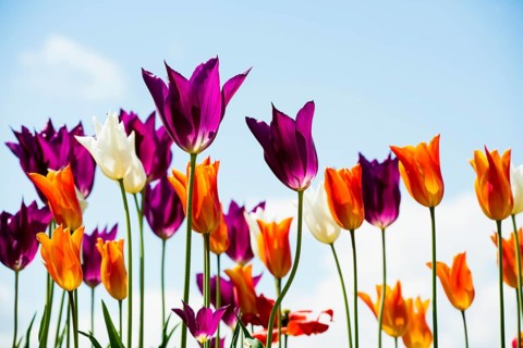 Blooming tulips, lakeside promenade, Ueberlingen, Lake Constance, Baden-Wuerttemberg, Germany,