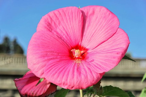 Flowering Hibiscus cultivar Red Heart (Hibiscus syriacus cultivar Red Heart) Florence, Tuscany,