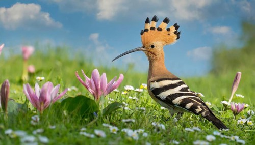 KI generated, animal, animals, bird, birds, biotope, habitat, a, individual, water, reeds, water