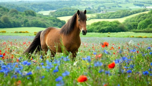 KI generated, animal, animals, mammal, mammals, biotope, habitat, one, individual animal, foraging,