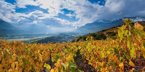 Vines in the Swiss Rhone Valley, wine, grapevine, agriculture, agribusiness, farming, wine-growing