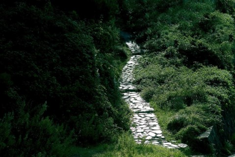 Cobbled path in back lit in green shrubbery, National Park Cinque Terre, Liguria, Italy, Europe