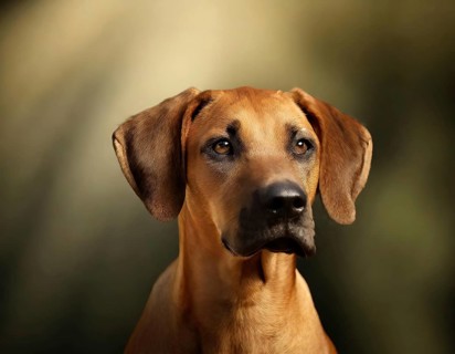Dog, young dog, puppy, Rhodesian Ridgeback, recognised dog breed from South Africa (picture AI