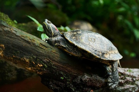 Red-eared slider (Trachemys scripta elegans) on a tree trunk, captive, Germany, Europe