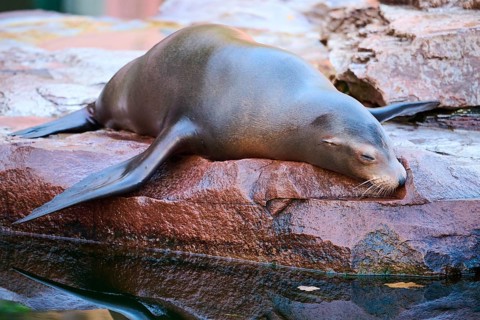 California sea lion (Zalophus californianus) lying on a rock, captive, Germany, Europe