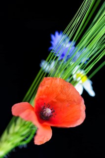 Red poppy flower (Papaver rhoeas), green barleys (Hordeum vulgare), field flowers, wild flowers,