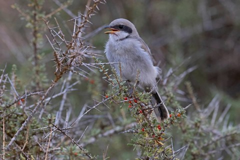 Great Grey Shrike (Lanius excubitor koenigi), fledgling, Fuerteventura, Canary Islands, Spain,