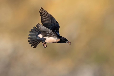 Roseate starling (Pastor roseus), adult bird, flying with food, Dobruja, Romania, Europe