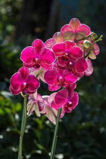 Beautiful orchids of different colors on green background. Phalaenopsis hybrids in the garden.