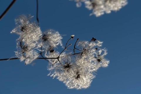 Seed head of a clematis (Clematis montana) against the light, blue sky, Bavaria, Germany, Europe
