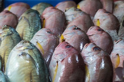 Fresh red snappers and mackerel on ice