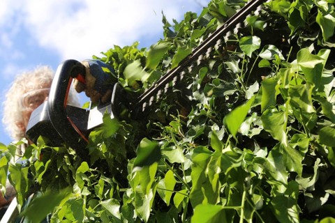 Man cutting hedges and greenery