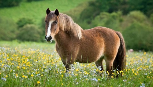 KI generated, animal, animals, mammal, mammals, biotope, habitat, one, individual animal, foraging,