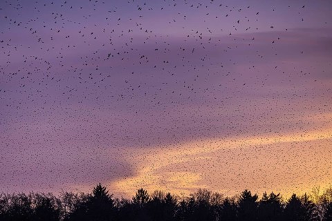 Natural spectacle in the Swabian Alb. Flocks of bramblings (Fringilla montifringilla) spend the