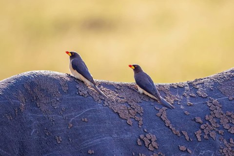 Yellow-billed oxpecker (Buphagus africanus) birds sitting on the back at a Black rhinoceros