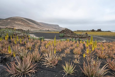 Aloe veras (Aloe vera), plantation, Haria, Lanzarote, Canary Islands, Spain, Europe