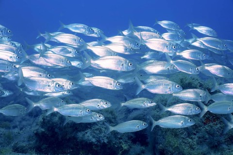 Shoal of fish, shoal, group of arctic seabream (Pagellus acarne), dive site El Cabron Marine